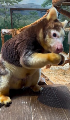 Super Bowl 2026: canguro en zoológico ‘predice’ ganador del partido