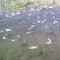 Investigan ecocidio en ríos de San Rafael, Veracruz: miles de peces han mueren