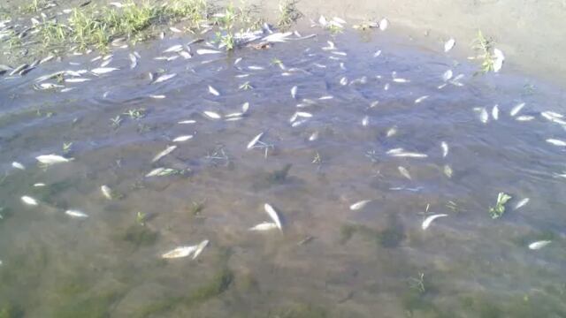 Ecocidio en ríos de San Rafael, Veracruz: miles de peces han mueren