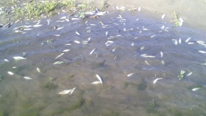 Ecocidio en ríos de San Rafael, Veracruz: miles de peces han mueren