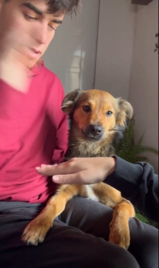 Quería hacer popular trend con su perrito, pero terminó haciéndolo enojar y lo mordió