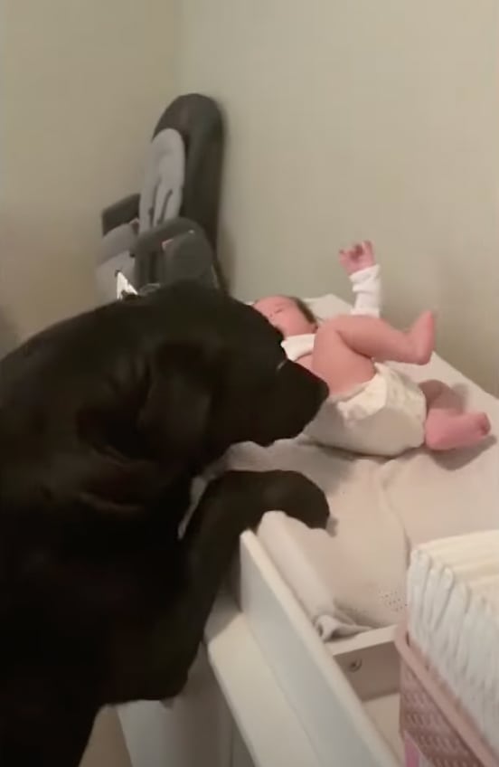 Perro observa a bebé durmiendo