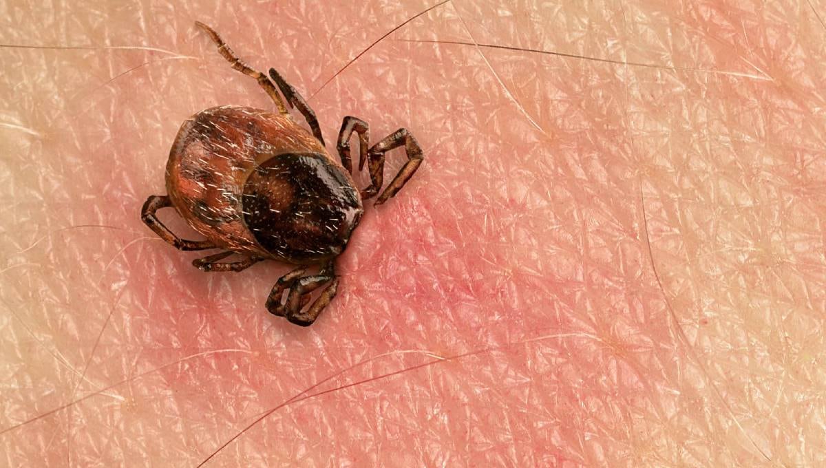 Garrapatas de rickettsia