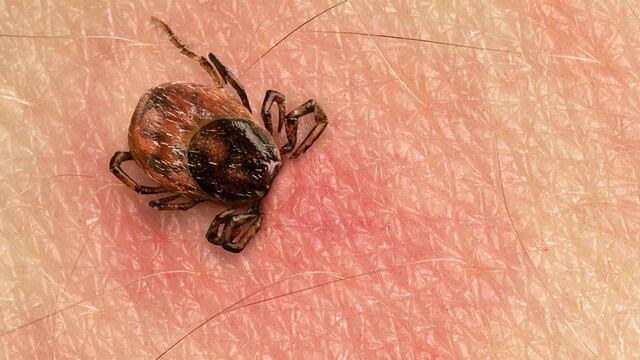 Garrapatas de rickettsia