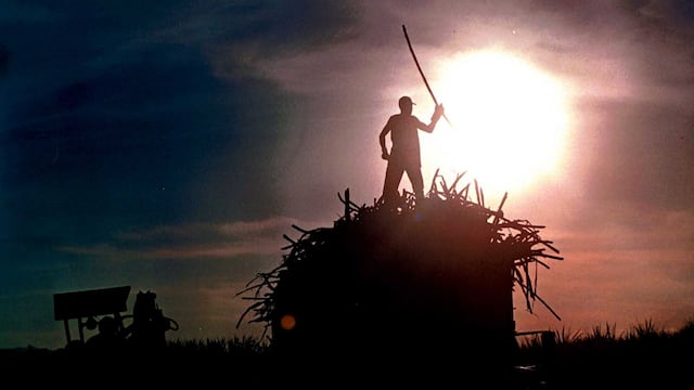 Productores de caña