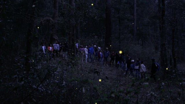 Inicia temporada de luciérnagas en Tlaxcala con turismo sustentable.
