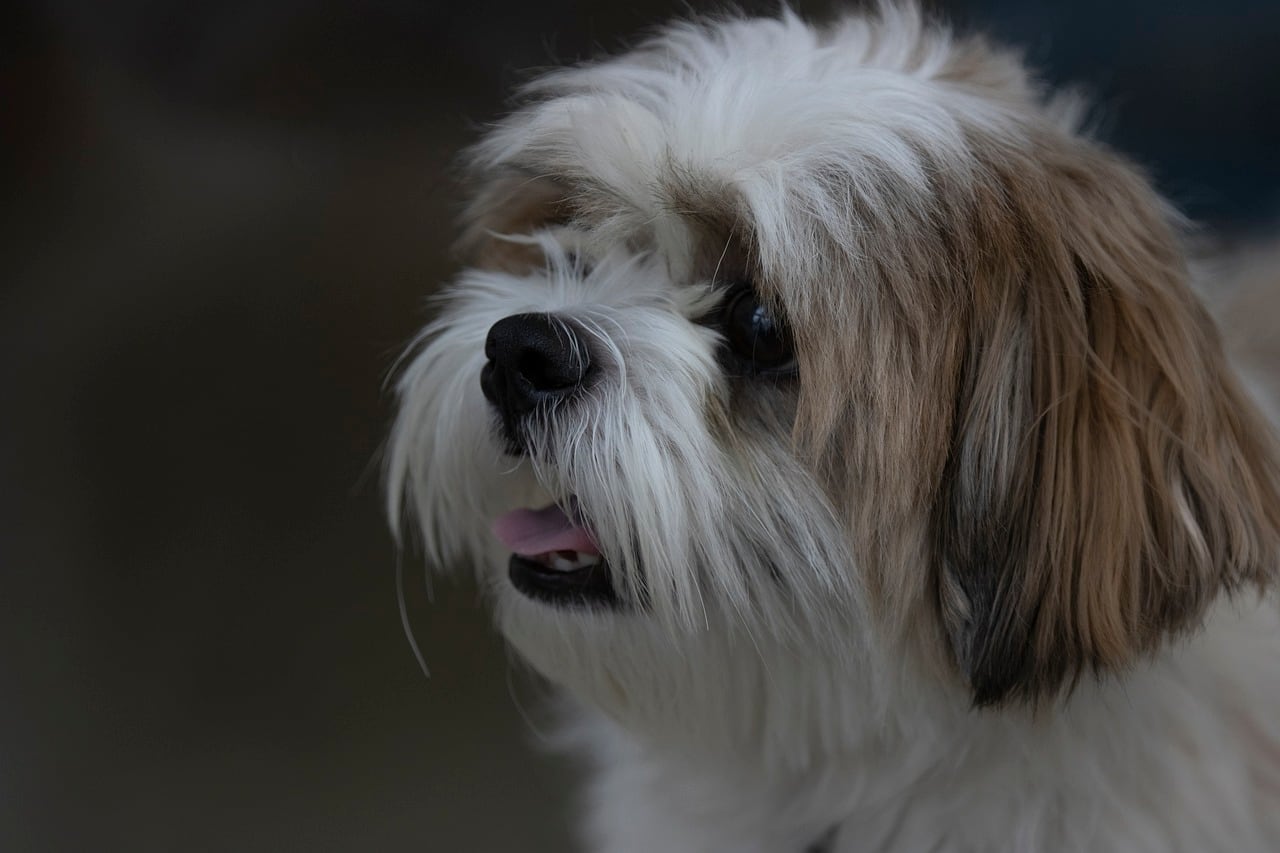Shih Tzu, raza de perro que sueltan menos pelo