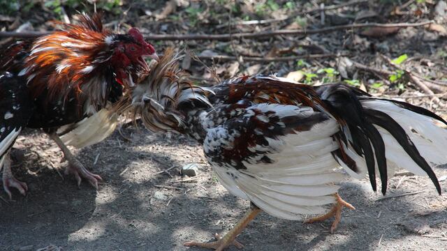 El hombre iba a inscribir a su gallo a una pelea clandestina cuando éste intentó escapar