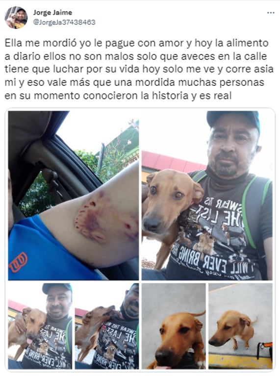 cuida a perrita callejera