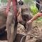 Rescatan a mamá elefante y su bebé de una zanja en Tailandia