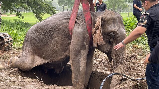 Un bebé elefante y su madre fueron rescatados