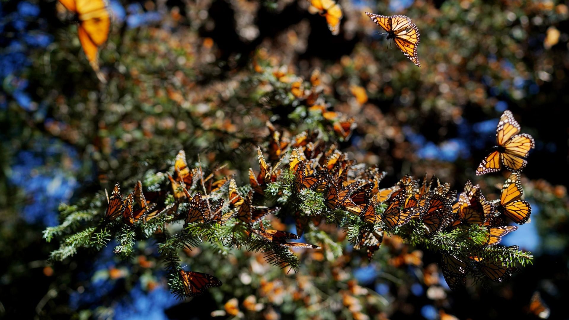 Se retrasó la llegada de la Mariposa Monarca a México y esta es la curiosa razón