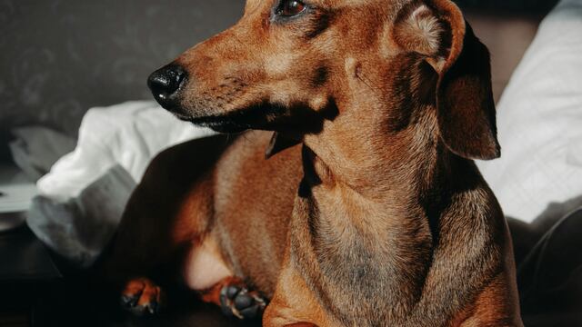 Características de los perros salchicha, como Liberty de Paw Patrol