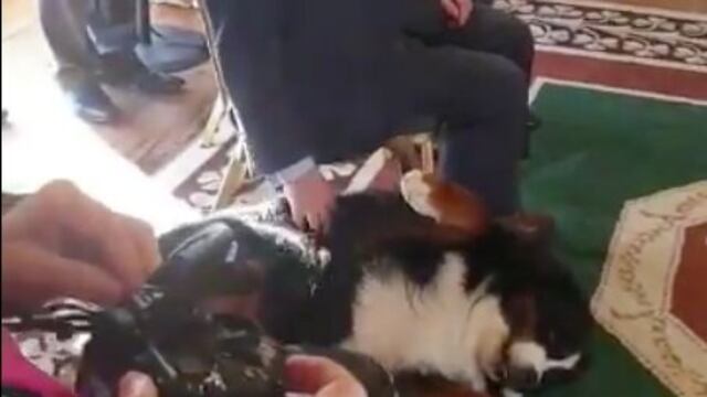 VIDEO: Perro interrumpe acto oficial para que el Presidente le sobe la panza