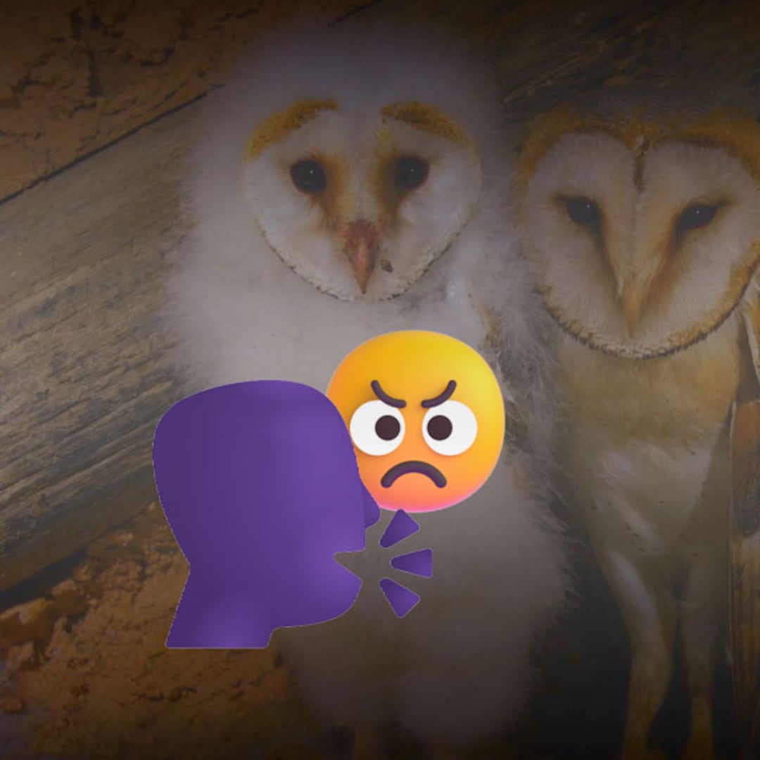 “No son brujas”: Conanp llama a conservar lechuzas y desmontar mitos