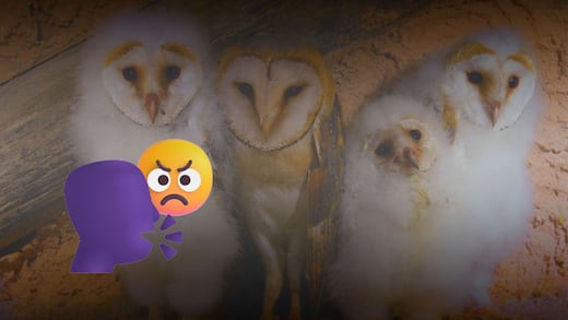 “No son brujas”: Conanp llama a conservar lechuzas y desmontar mitos