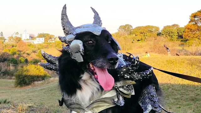 Buscan que Scyther, el perro que hacía cosplay, tenga su propia estatua