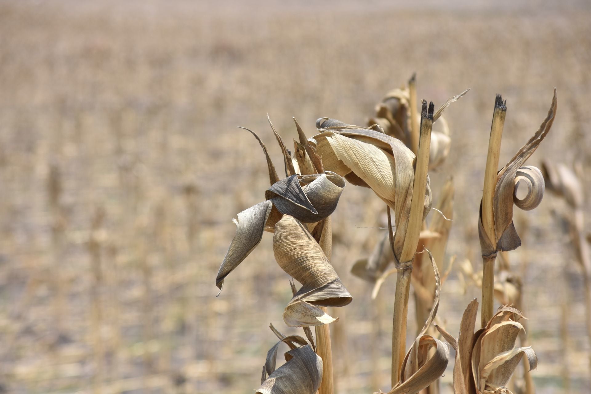 Fertilizantes en México