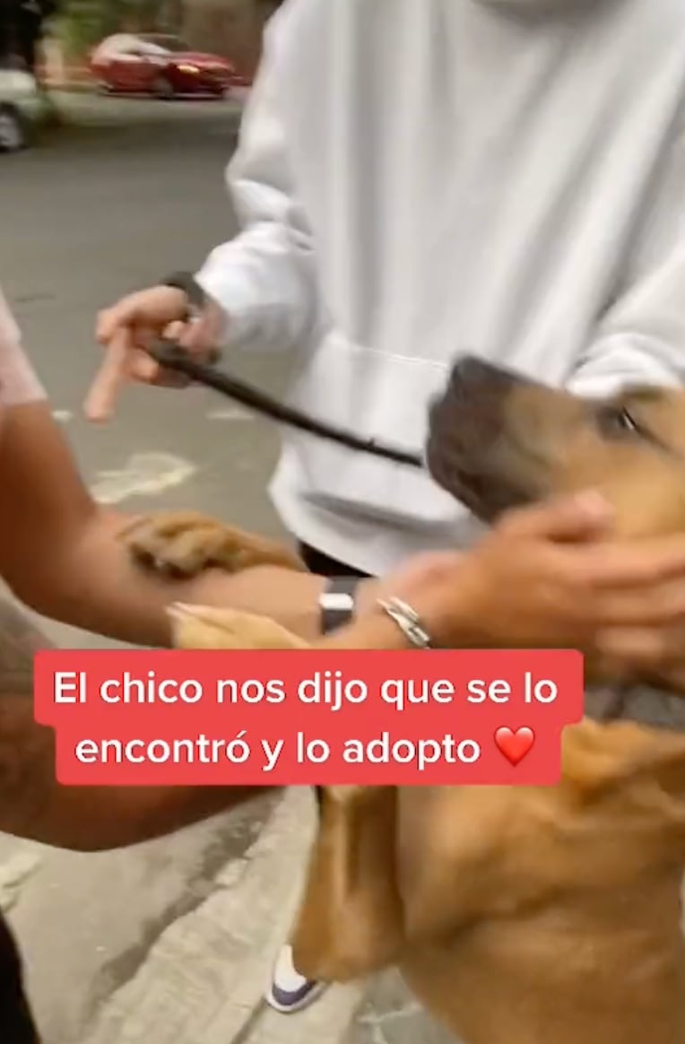Perro reencuentra a su dueño