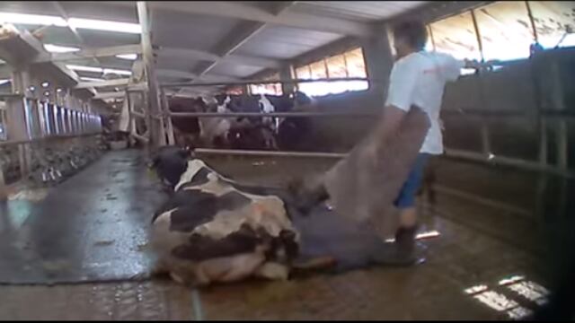 <p><span>Un video grabado con cámara escondida muestra el brutal tratamiento sufrido por las vacas propiedad de Leprino Foods, el mayor productor de queso mozzarella en el mundo.</span></p>
<div><span><br /></span></div>