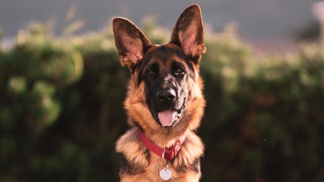 ¿Qué significa soñar con perros grandes?