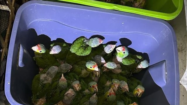 En Iztapalapa aseguraron a más de mil 500 aves y otros animales en peligro de extinción