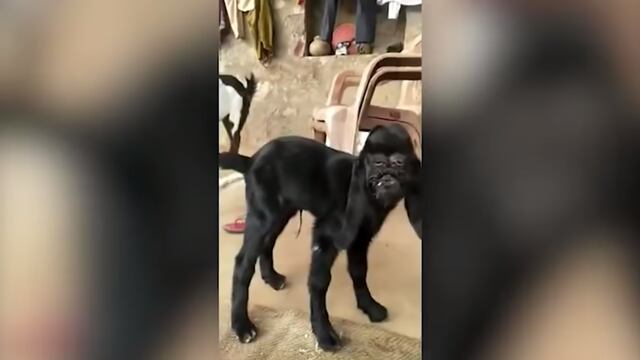 Cabra con rostro humano
