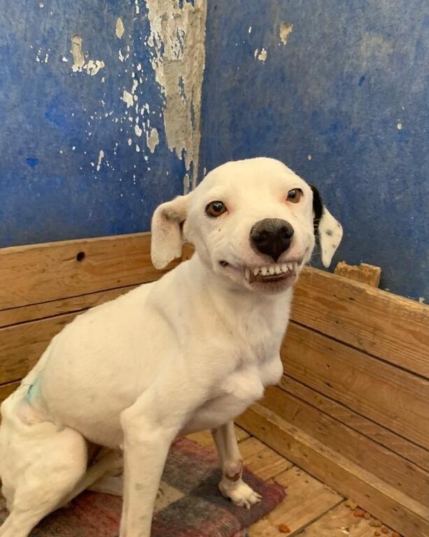 Perrita sonriendo