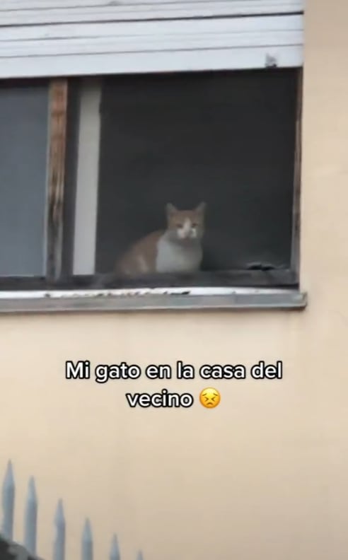 Gato descubierto por su dueña viviendo en casa del vecino