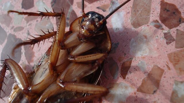 Zoológico propone nombrar a una cucaracha como tu ex para regalarla en San Valentín