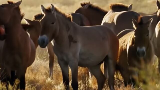 Caballos salvajes aumentan su población en Chernóbil.
