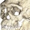 Restos hallados cambiarían el origen del homo sapiens