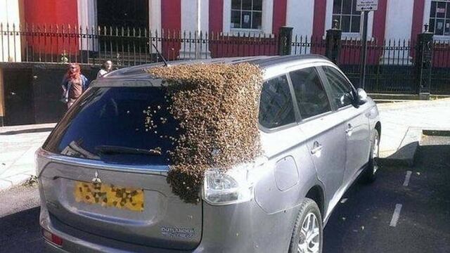 Abejas persiguen auto.