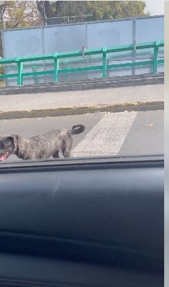 Captura de video de perrito abandonado en la CDMX