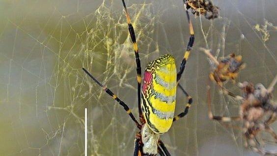¿La araña joro es venenosa? Voladora y gigante causa terror en este lugar