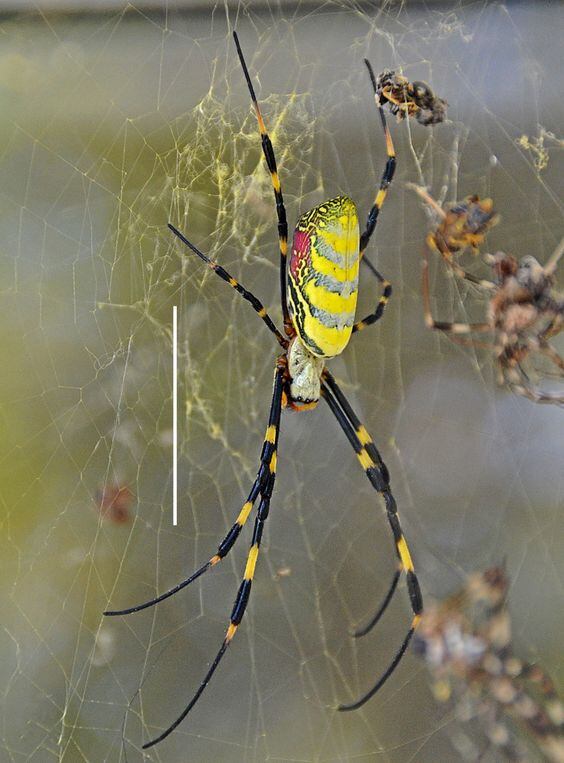 ¿La araña joro es venenosa? Voladora y gigante causa terror en este lugar