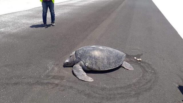 Tortuga encuentra pista de aeropuerto en lugar de playa.