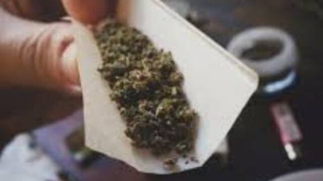 Mariguana, planta que se cultiva mucho en Sinaloa