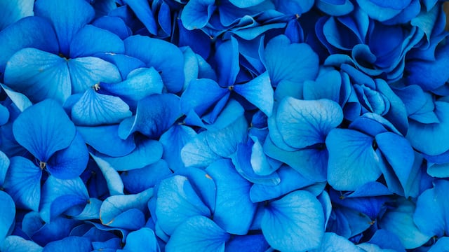 Flores azules