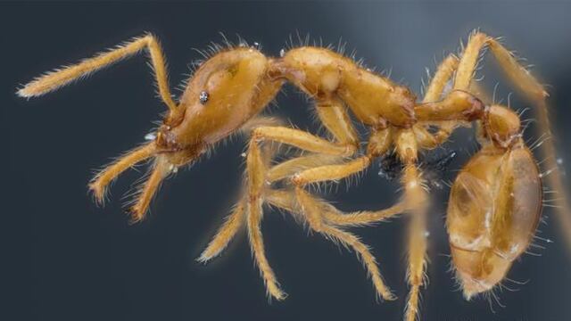 Strumigenys ayersthey,