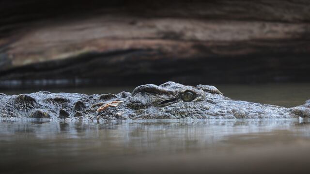 Cocodrilo