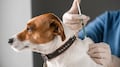 Las mejores frases para agradecer a los veterinarios este 25 de abril