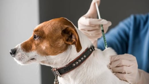 Las mejores frases para agradecer a los veterinarios este 25 de abril