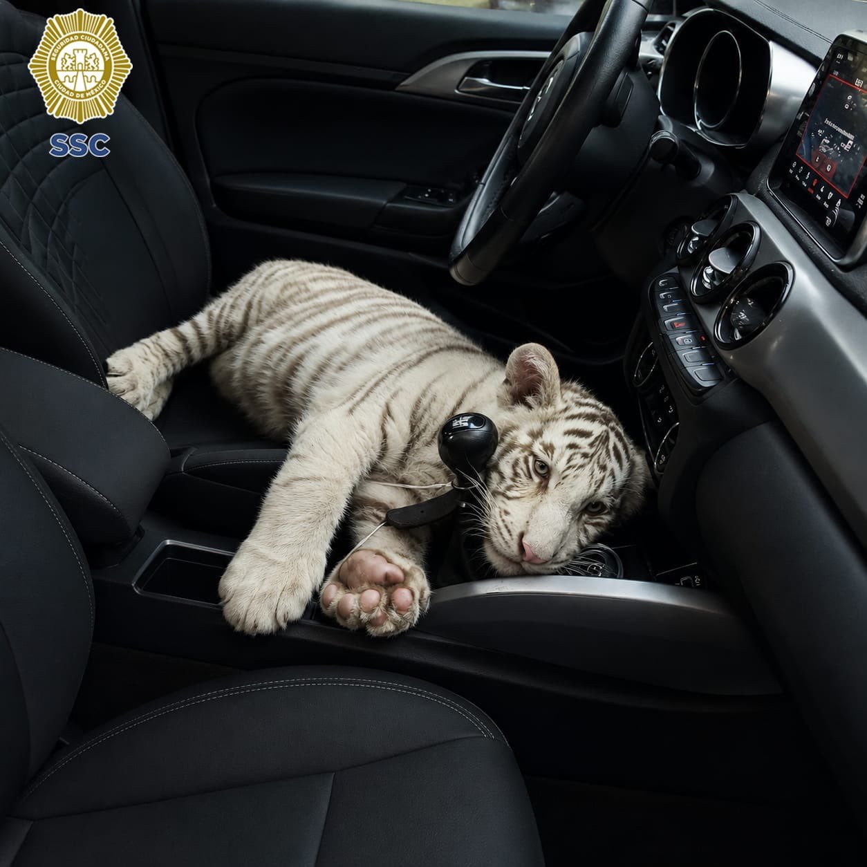 Detienen a hombre por posesión de un cachorro de tigre de Bengala en Central de Abasto, en CDMX