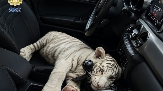 Detienen a hombre con cachorro de tigre de Bengala en Central de Abasto: Pablo Vázquez