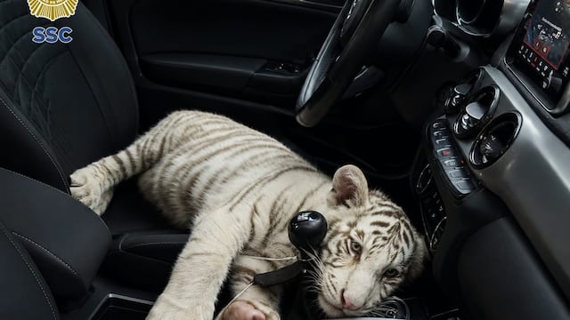 Detienen a hombre por posesión de un cachorro de tigre de Bengala en Central de Abasto, en CDMX