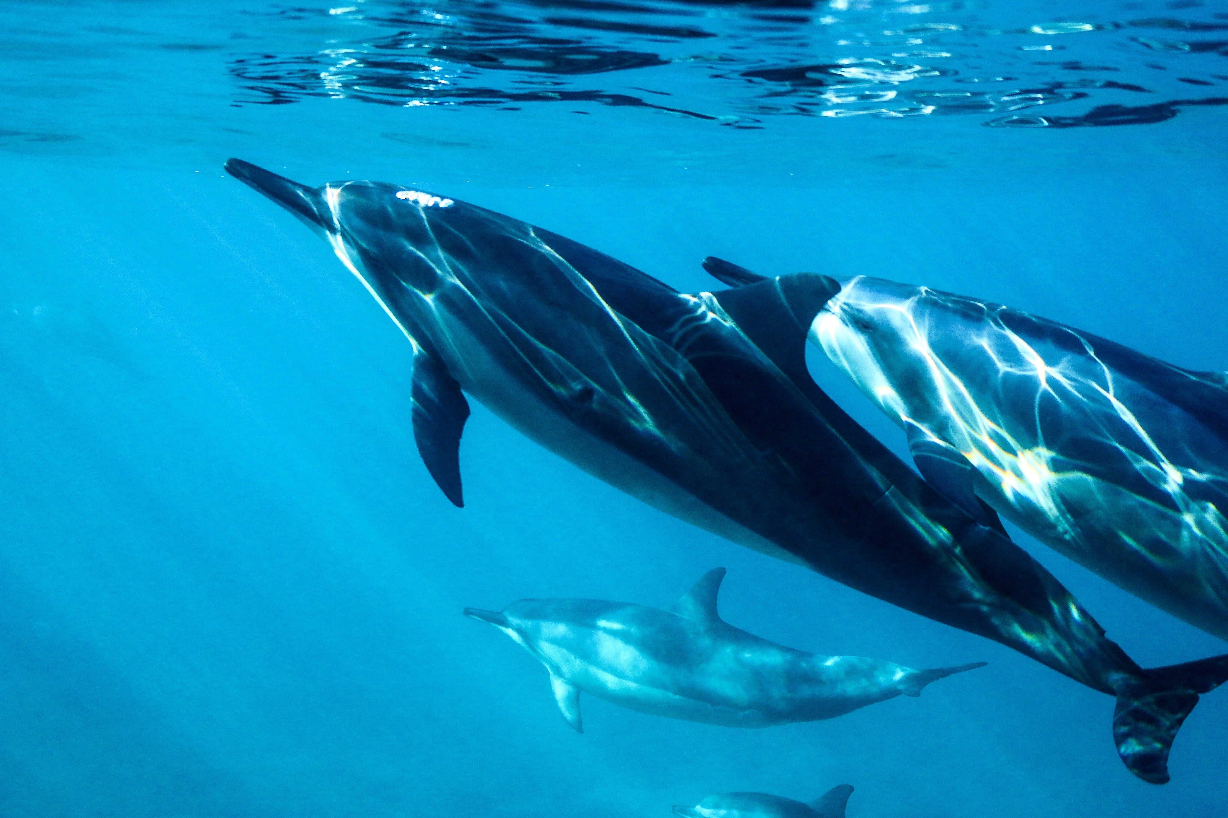 Delfines