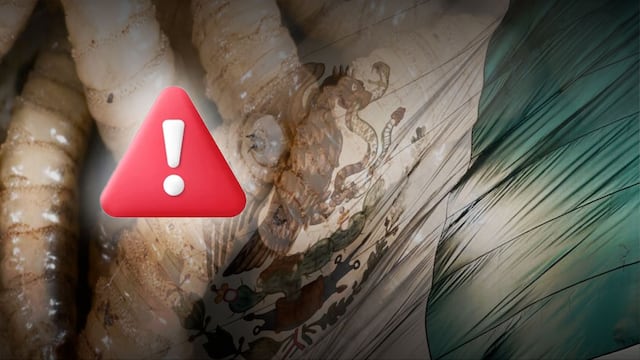 Gusano barrenador: se declara emergencia nacional