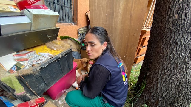 Mauricio Tabe y Alessandra Rojo de la Vega coadyuvan en traslado de 14 perros hacinados en alcaldía Miguel Hidalgo