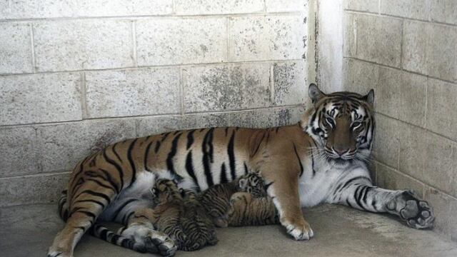 Tigres de bengala